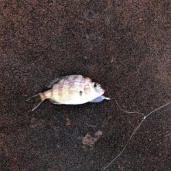 タチウオ調査兼ねての青物