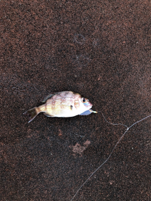 タチウオ調査兼ねての青物