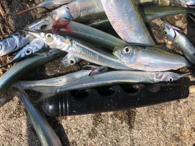 サヨリ、サビキ