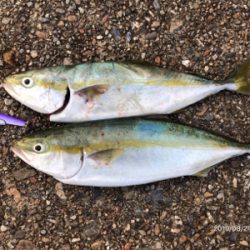 青物ボイル祭り