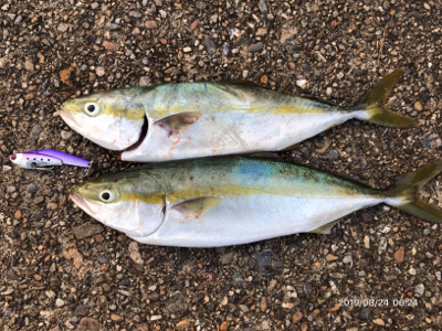 青物ボイル祭り