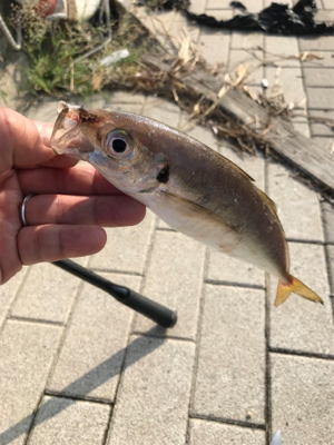 ジグサビキゲーム