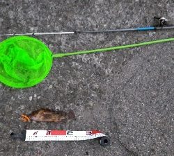 松前テトラ穴釣りでカサゴ25センチ