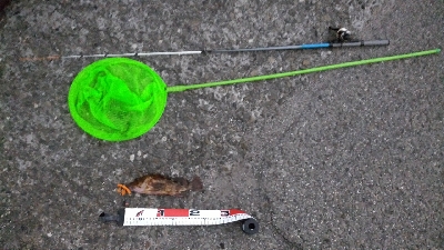 松前テトラ穴釣りでカサゴ25センチ