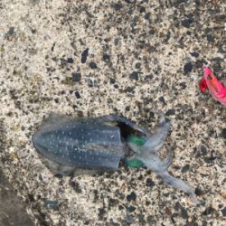 エギング新子調査行ってまいりました