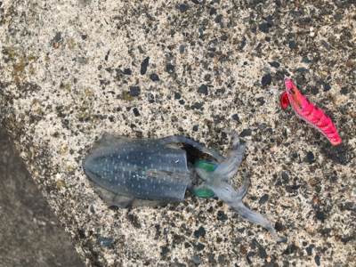 エギング新子調査行ってまいりました