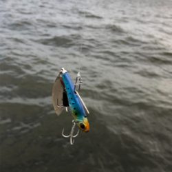 夏の終わりの思い出 ギンガメアジ