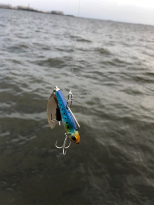 夏の終わりの思い出 ギンガメアジ