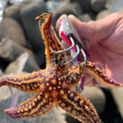 ショアタコ終了です。