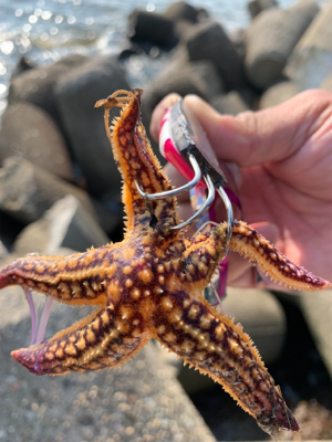 ショアタコ終了です。