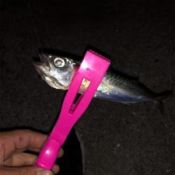 朝まずめアジング、サバゲー