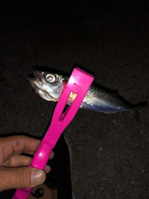 朝まずめアジング、サバゲー