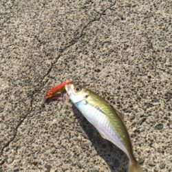 アオリが釣りたくて