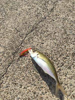 アオリが釣りたくて