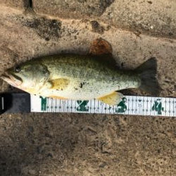 サイトフィッシング