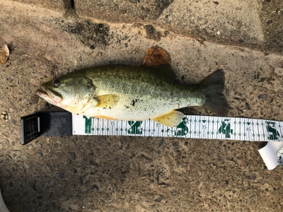 サイトフィッシング