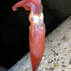 ケンサキイカ⑦