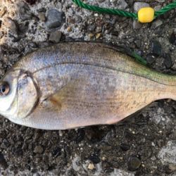 初めてのウキ釣り