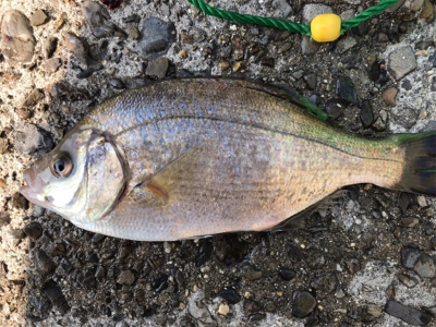 初めてのウキ釣り