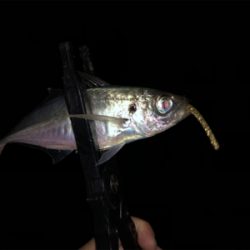 ジグ単アジングin泉南