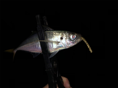 ジグ単アジングin泉南