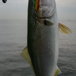 ライトショアジギング