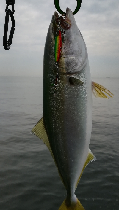 ライトショアジギング