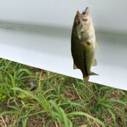 淀川水系 子バス祭り