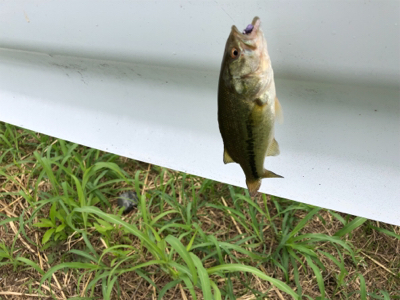 淀川水系 子バス祭り