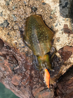 境港でライトゲーム