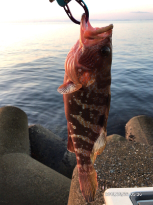 マッチザベイト