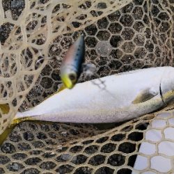 太刀魚はワンチャンス