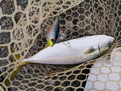 太刀魚はワンチャンス