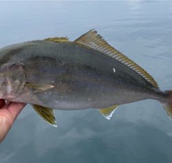 ネリゴ大量発生