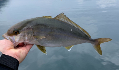 ネリゴ大量発生