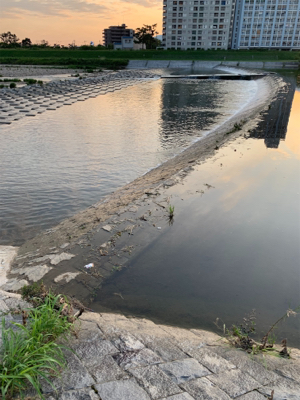 夕方のナマズゲーム