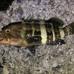 探り探りのライトロック