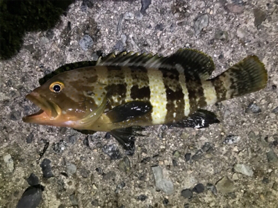 探り探りのライトロック