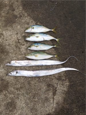 タチウオと青物狙い