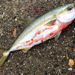 小雨短時間豊漁ショアジギ