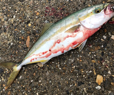 小雨短時間豊漁ショアジギ