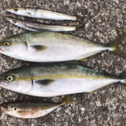 日替わりパターン