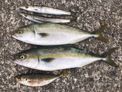 日替わりパターン