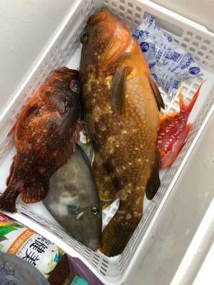 マイクロジギングからのイカメタル