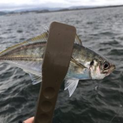 良型アジゲット