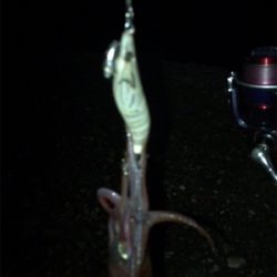 群れさえ入ってくれればケンサキイカ釣れます(^^)