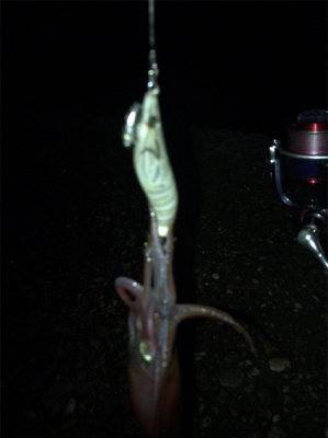 群れさえ入ってくれればケンサキイカ釣れます(^^)