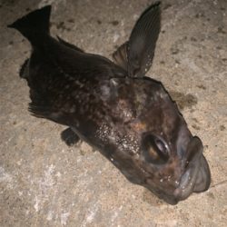 シャローエリアでお遊び