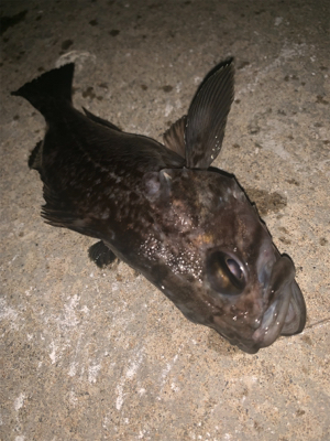 シャローエリアでお遊び