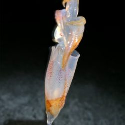 ケンサキイカ⑧